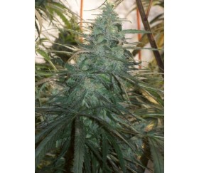 Mountain Gold Standard - ACE Seeds