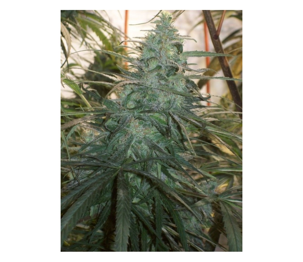 Mountain Gold Standard - ACE Seeds