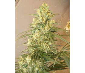 Mountain Gold Standard - ACE Seeds