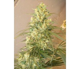 Mountain Gold Standard - ACE Seeds