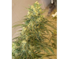 Mountain Gold Standard - ACE Seeds