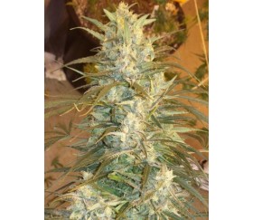 Mountain Gold Standard - ACE Seeds