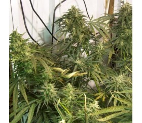 Mountain Gold Standard - ACE Seeds