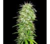 Mauricio x Etíope Standard - ACE Seeds