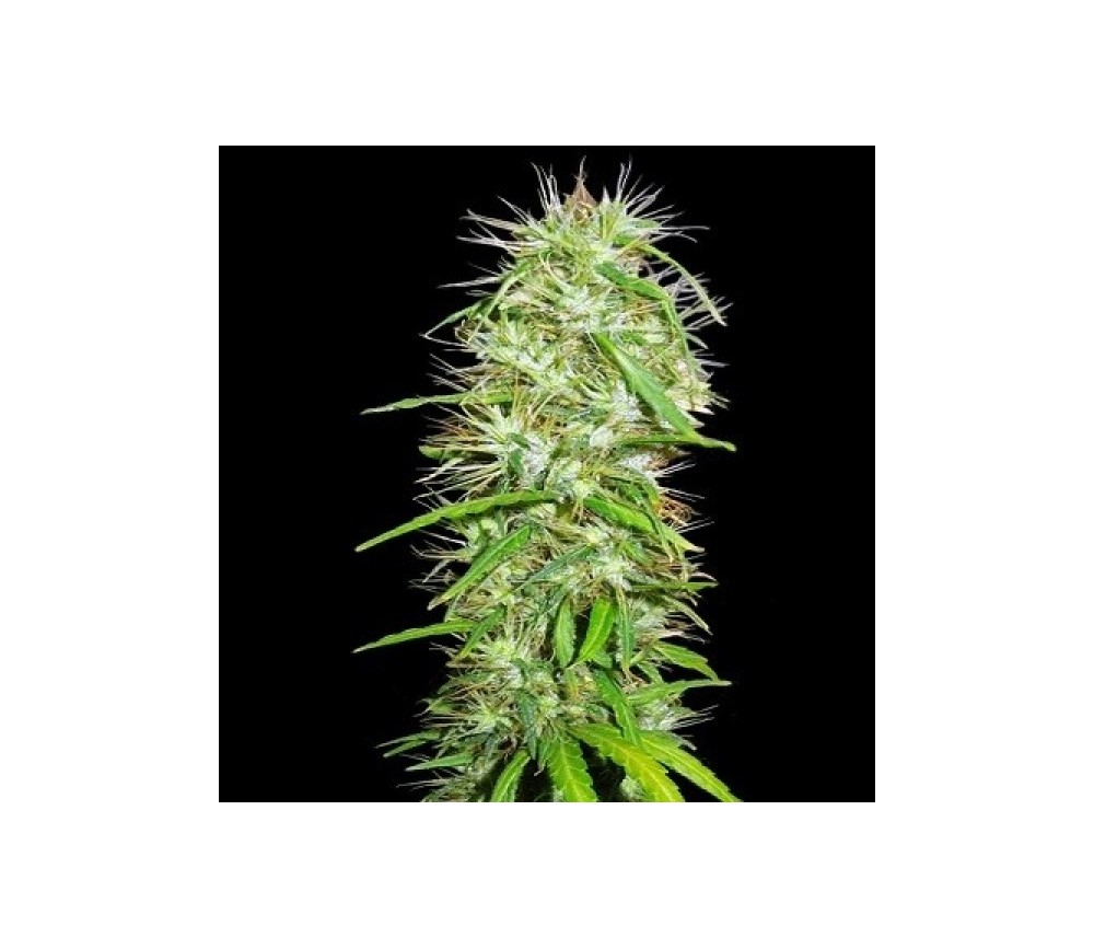 Mauricio x Etíope Standard - ACE Seeds