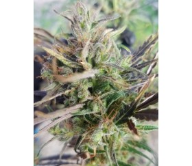 Mauricio x Etíope Standard - ACE Seeds