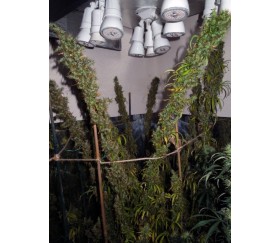 Mauricio x Etíope Standard - ACE Seeds