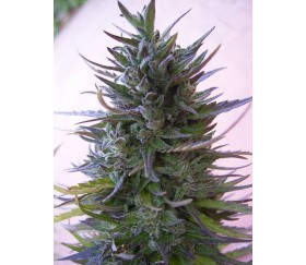 Nepal Mist - ACE Seeds