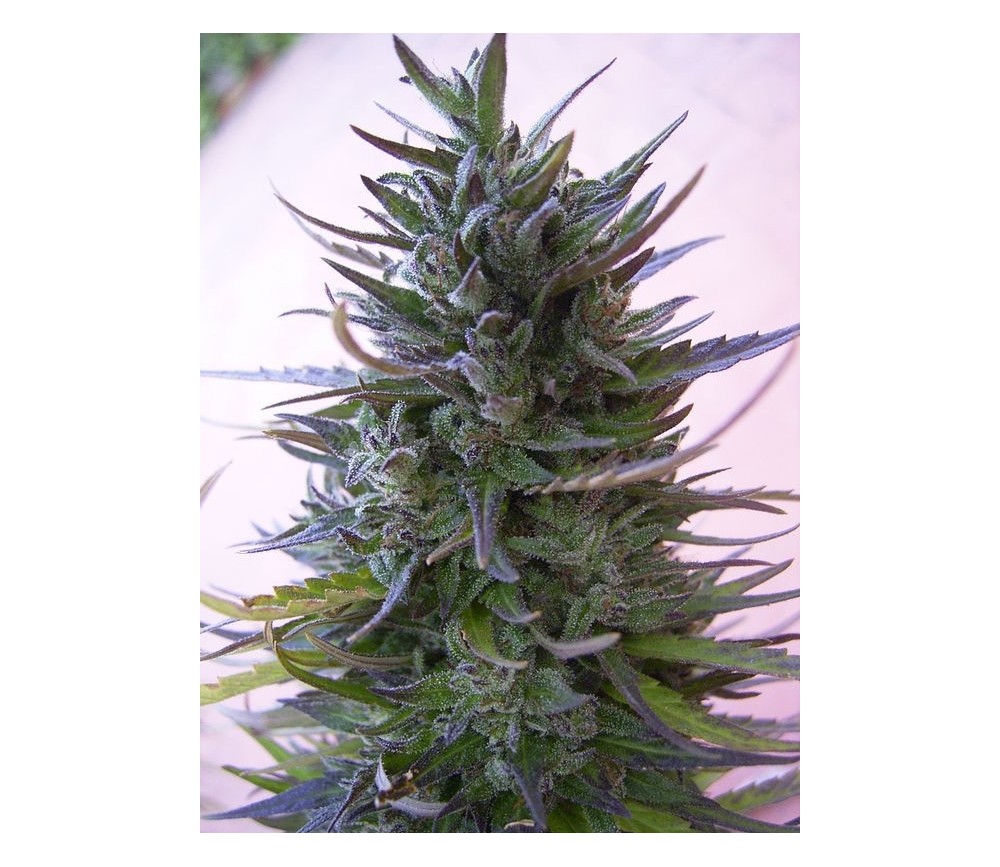 Nepal Mist - ACE Seeds