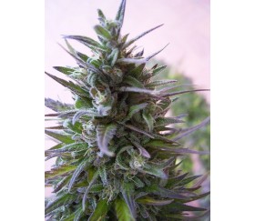 Nepal Mist - ACE Seeds