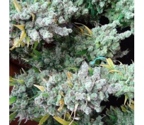 Super Malawi Haze Standard -  Ace Seeds