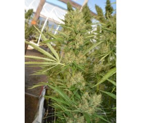 Super Malawi Haze Standard -  Ace Seeds