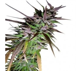 Purple Pakistani Haze - Ace Seeds