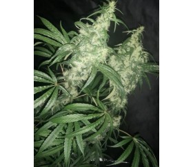 Purple Pakistani Haze - Ace Seeds