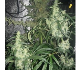 Purple Pakistani Haze - Ace Seeds