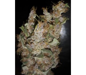 Purple Pakistani Haze - Ace Seeds