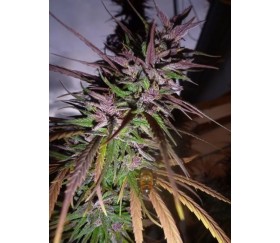 Purple Pakistani Haze - Ace Seeds