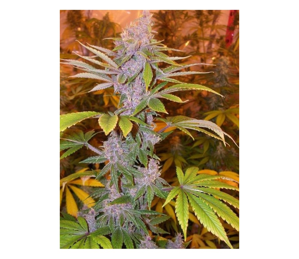 Pakistan Chitral Kush de ACE Seeds