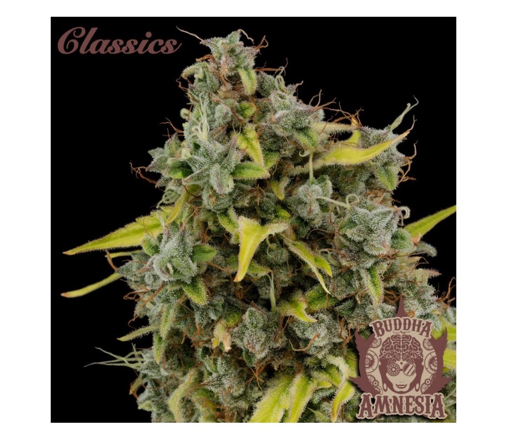 Amnesia - Buddha Seeds