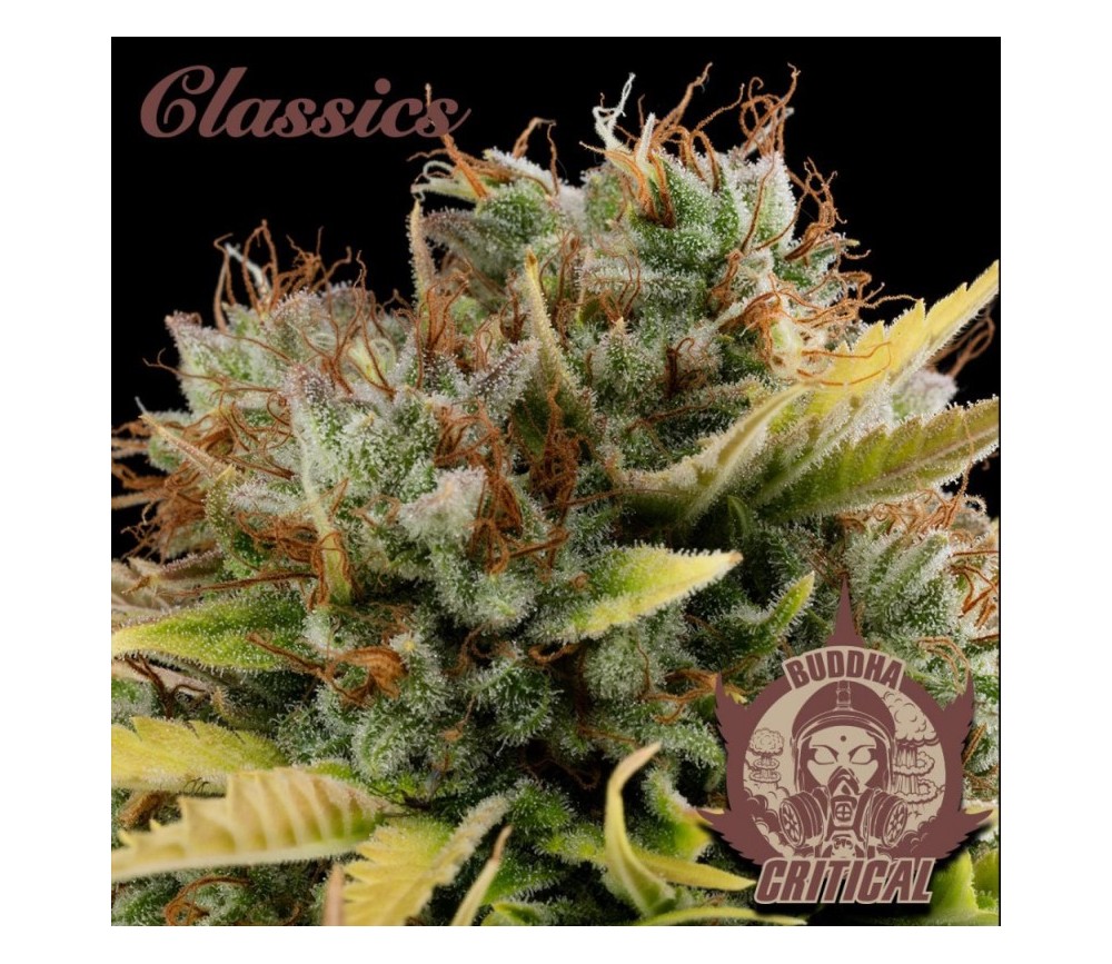 Buddha Critical - Buddha Seeds