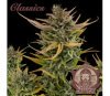 Buddha Auto Critical - Buddha Seeds