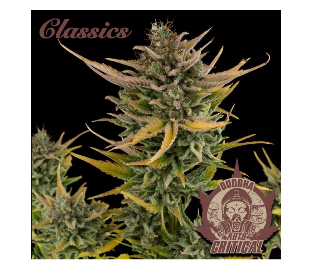 Buddha Auto Critical - Buddha Seeds