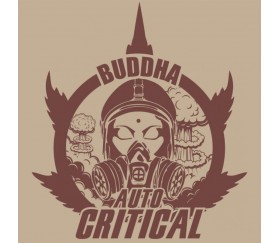 Buddha Auto Critical - Buddha Seeds