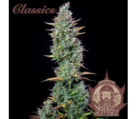 Buddha Auto Critical - Buddha Seeds