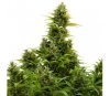 Buddha Medikit Auto - Buddha Seeds