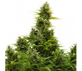 Buddha Medikit Auto - Buddha Seeds