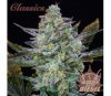 Buddha Auto Diesel - Buddha Seeds