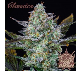 Buddha Auto Diesel - Buddha Seeds