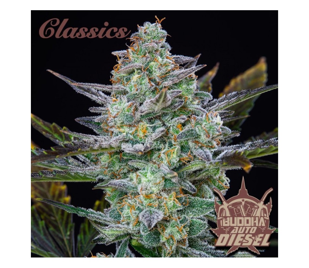 Buddha Auto Diesel - Buddha Seeds