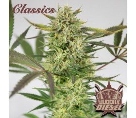 Buddha Diesel - Buddha Seeds