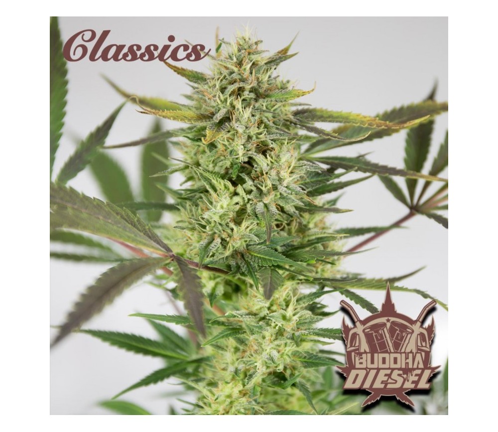 Buddha Diesel - Buddha Seeds