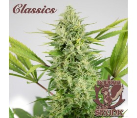 Buddha Auto Skunk - Buddha Seeds