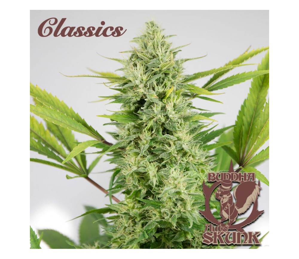 Buddha Auto Skunk - Buddha Seeds