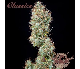 Buddha Auto White Widow - Buddha Seeds