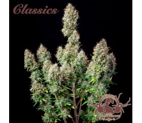 Buddha Auto White Widow - Buddha Seeds