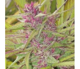 Purple Satellite Standard -  ACE Seeds