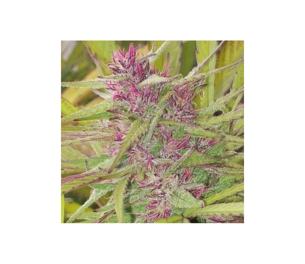 Purple Satellite Standard -  ACE Seeds