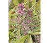Purple Satellite Standard -  ACE Seeds