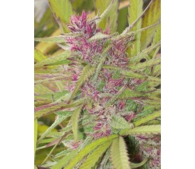 Purple Satellite Standard -  ACE Seeds