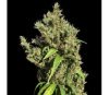 Purple Honduras Haze Standard - ACE Seeds