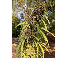 Purple Honduras Haze Standard - ACE Seeds