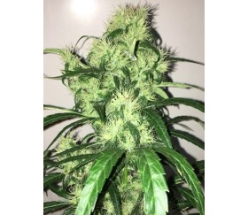 Purple Honduras Haze Standard - ACE Seeds