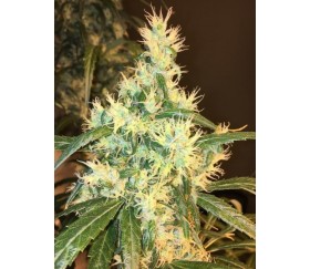 Purple Honduras Haze Standard - ACE Seeds