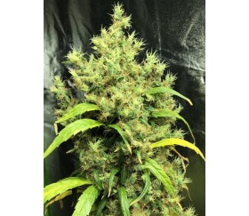 Purple Honduras Haze Standard - ACE Seeds