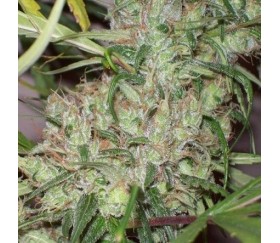 Pineapple Banana Bud Standard - ACE Seeds