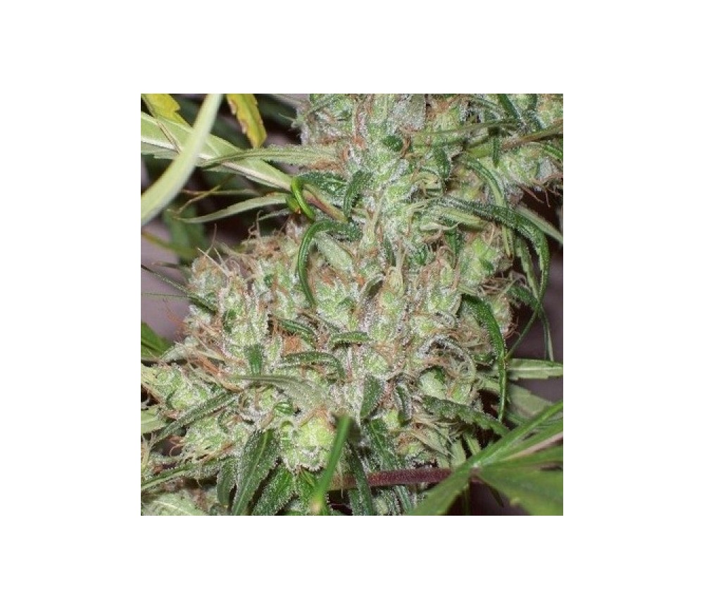 Pineapple Banana Bud Standard - ACE Seeds